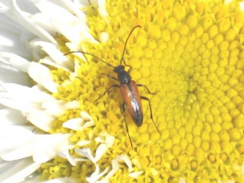 Stenurella sp.