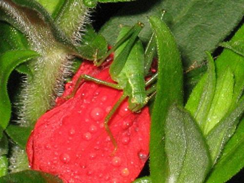 Leptophyes punctatissima