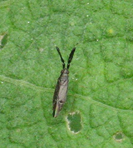 Heterotoma planicornis