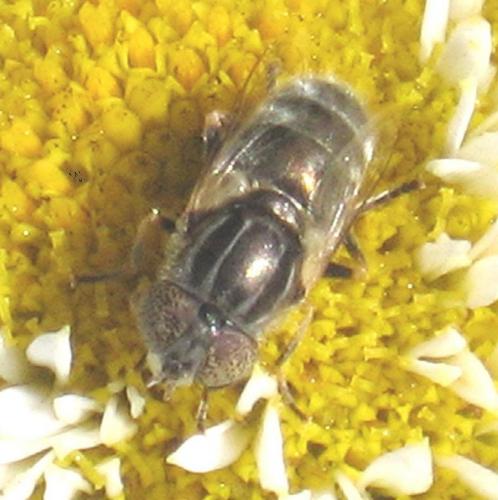 Eristalinus aeneus