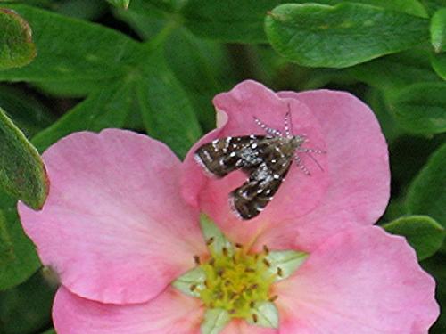 Prochoreutis sp.