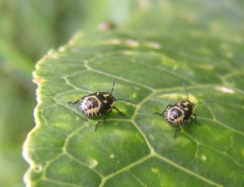 Eurydema oleracea