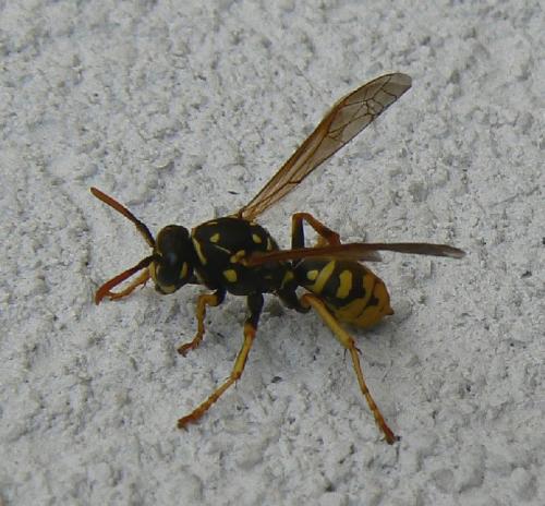 Polistes dominula