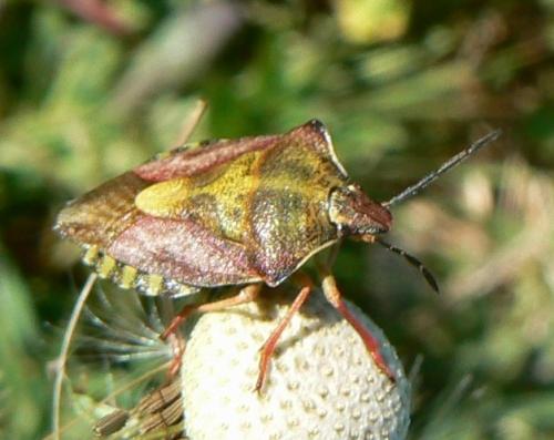 Carpocoris purpureipennis