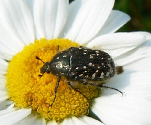 Oxythyrea funesta