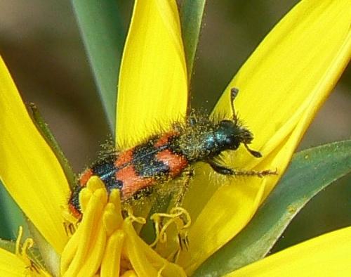 Réf. 21 280 : Trichodes alvearius