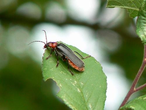 Réf. 21 324 : Cantharis rustica