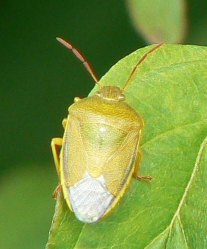 Piezodorus lituratus