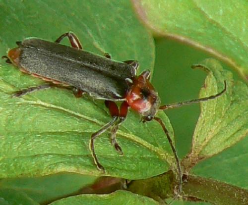 Cantharis rustica