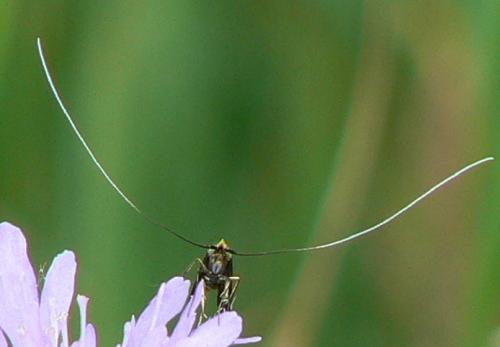 Nemophora sp.