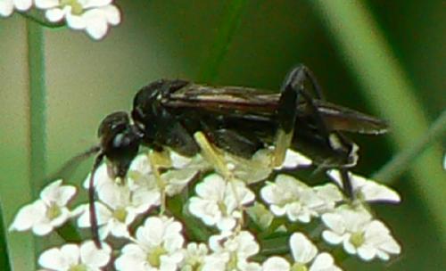 Macrophya montana