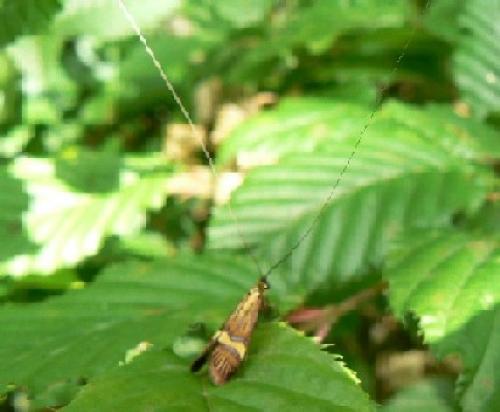 Nemophora degeerella
