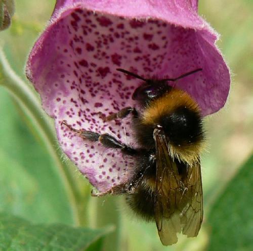 Bombus sp.
