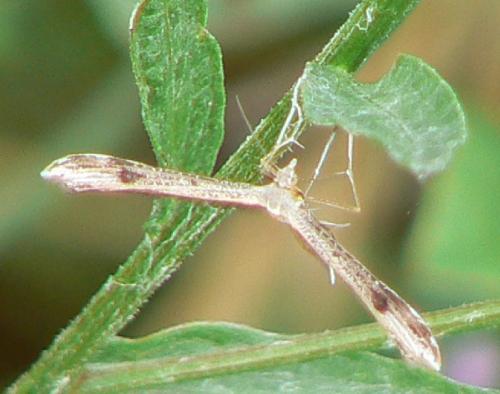 Réf. 21 461 : Stenoptilia sp.
