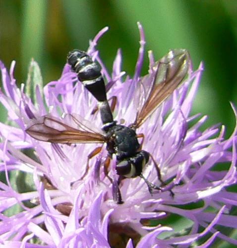 Physocephala sp.
