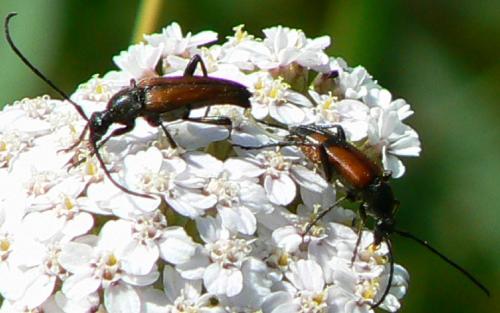 Stenurella bifasciata