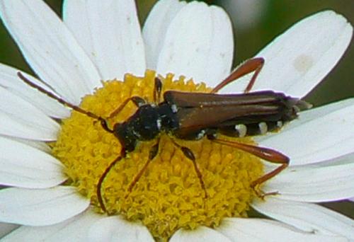 Stenopterus rufus