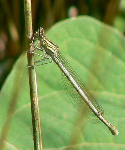 Platycnemis pennipes