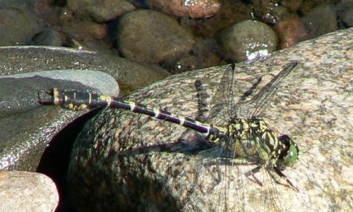 Réf. 21 072 : Onychogomphus forcipatus