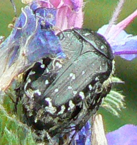 Oxythyrea funesta