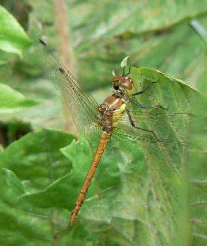 Réf. 21 073 : Sympetrum sp.