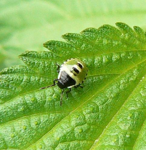 Palomena prasina
