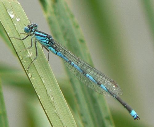 Erythromma lindenii