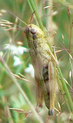 Réf. 21 536 : Pseudochorthippus parallelus
