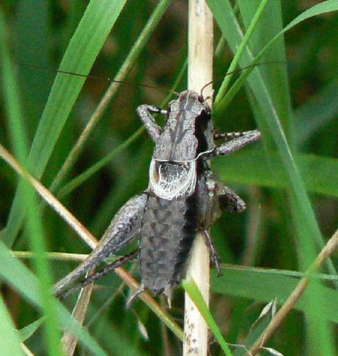 Pholidoptera griseoaptera