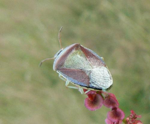 Piezodorus lituratus