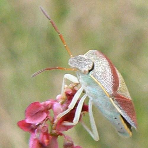 Piezodorus lituratus