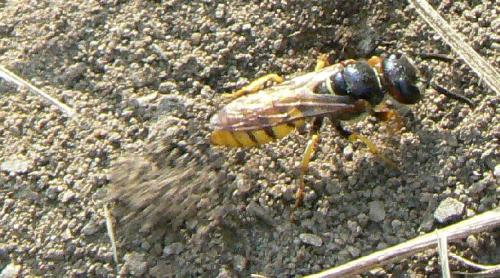Réf. 21 719 : Philanthus triangulum
