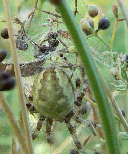 Araneus quadratus