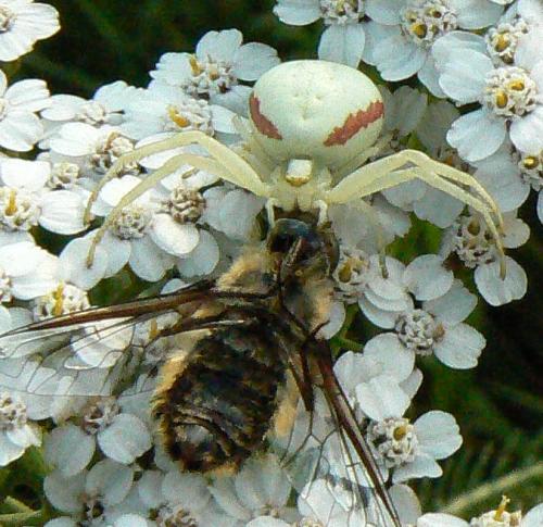 Misumena vatia
