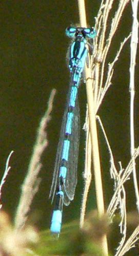 Enallagma cyathigerum