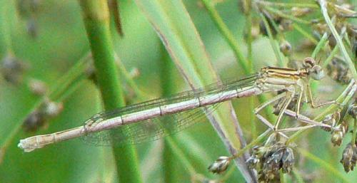 Platycnemis sp.