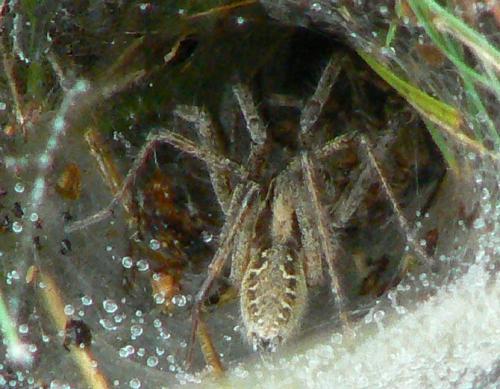 Agelena labyrinthica