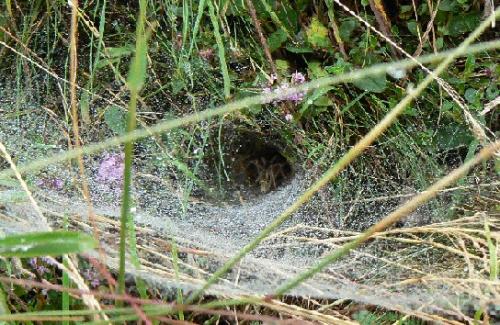 Agelena labyrinthica