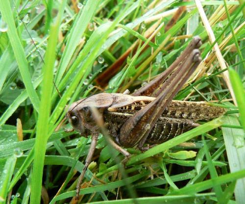 Réf. 21 943 : Decticus verrucivorus verrucivorus