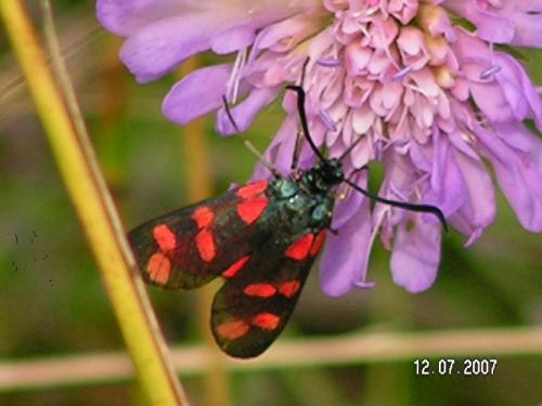 Réf. 21 717 : Zygaena filipendulae