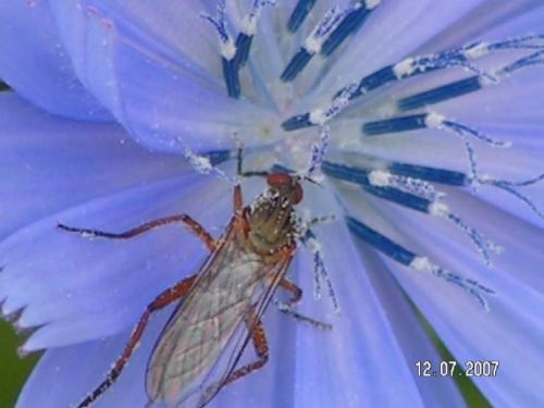 Empis sp.