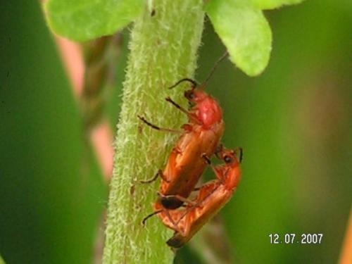 Rhagonycha fulva
