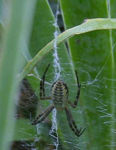 Argiope bruennichi