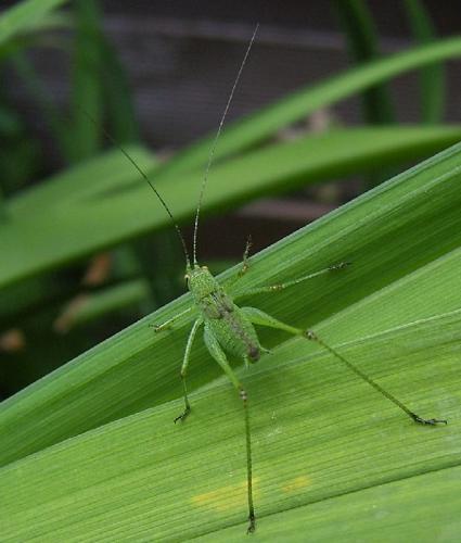 Réf. 21 381 : Phaneroptera sp.