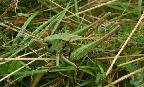 Decticus verrucivorus verrucivorus