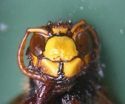 Vespa crabro