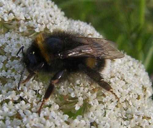 Bombus sp.