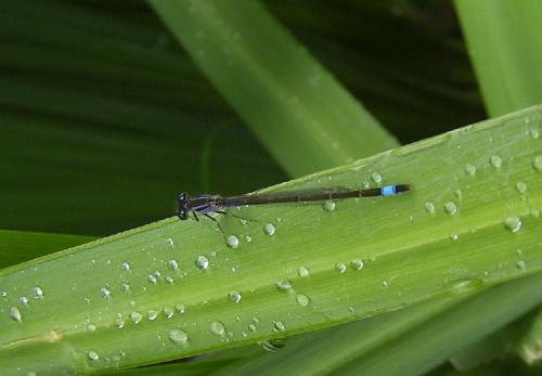 Ischnura elegans