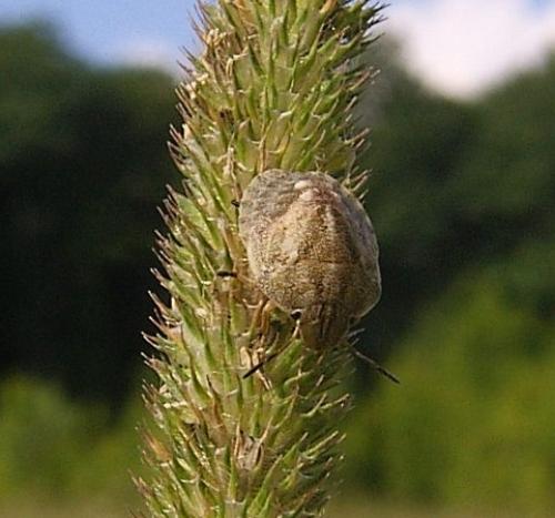 Réf. 21 901 : Eurygaster sp.