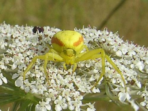 Misumena vatia